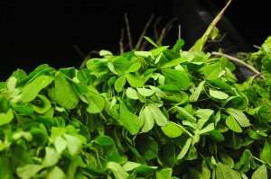 Antidiabetic plant Antidiabetic plant
